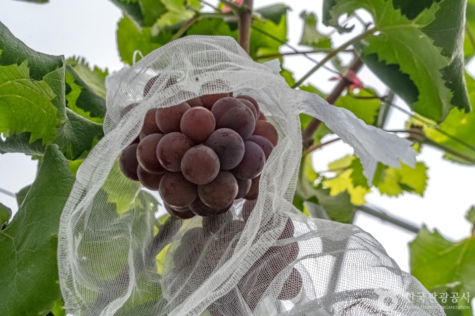 오하포도농원 (5)