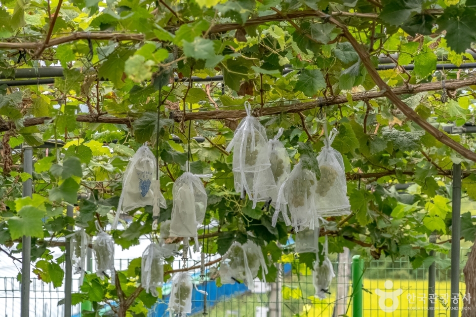 오하포도농원 (7)