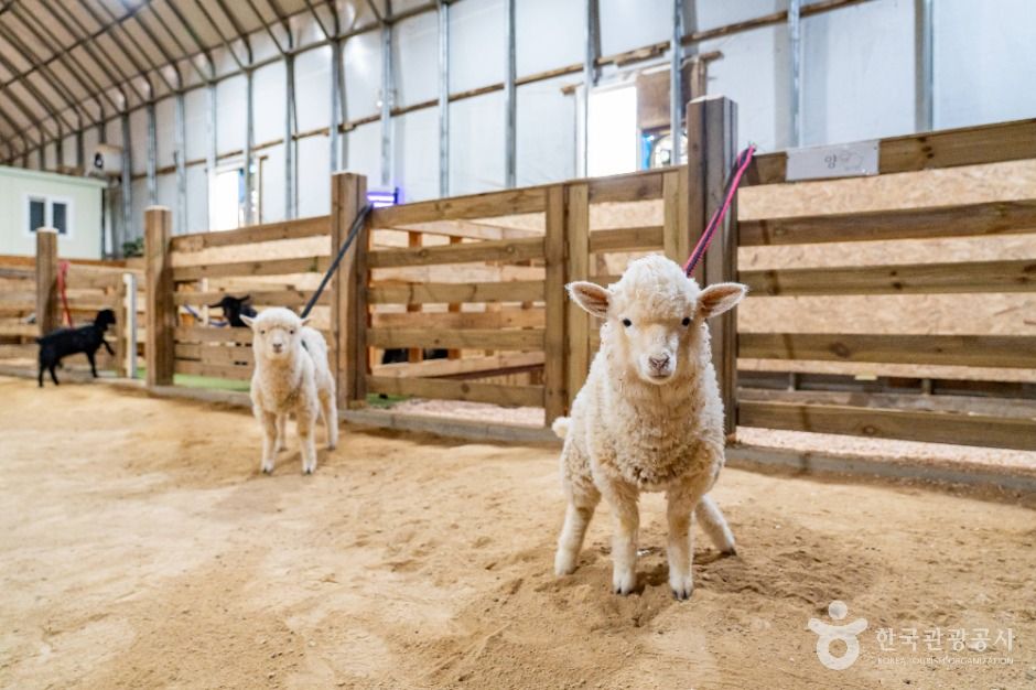 시흥_온동물체험농장 (6)
