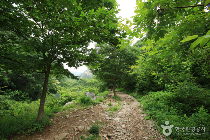 용문산자연휴양림_30