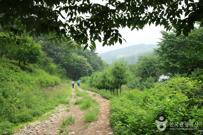 용문산자연휴양림_39