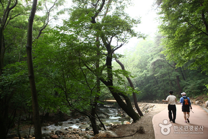 경기양평 용문산_5