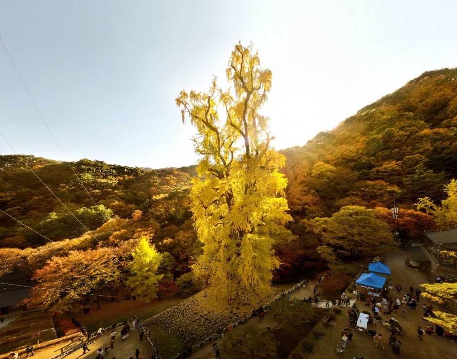 양평_용문산관광단지 (1)