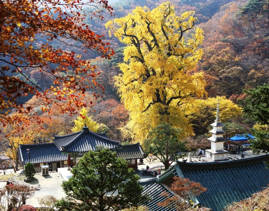 양평_용문산관광단지 (2)