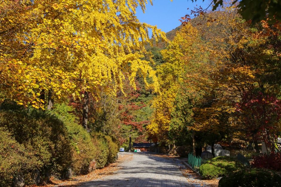 양평_용문산관광단지 (3)