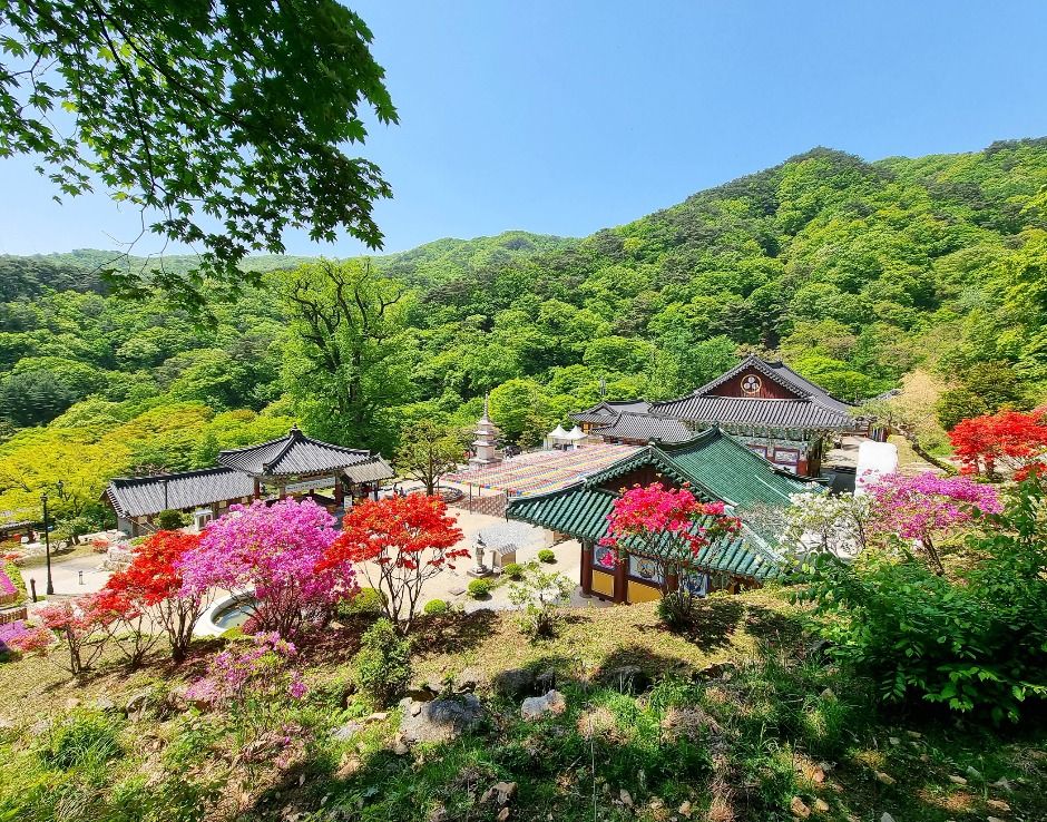 양평_용문산관광단지 (7)