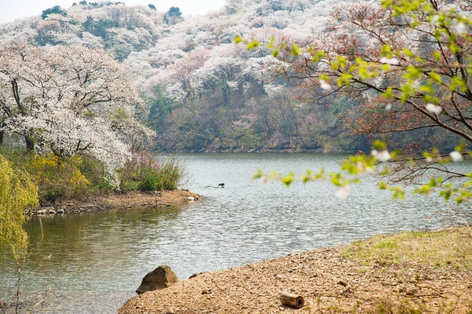 용인 8경_7경 가실벚꽃 (1)