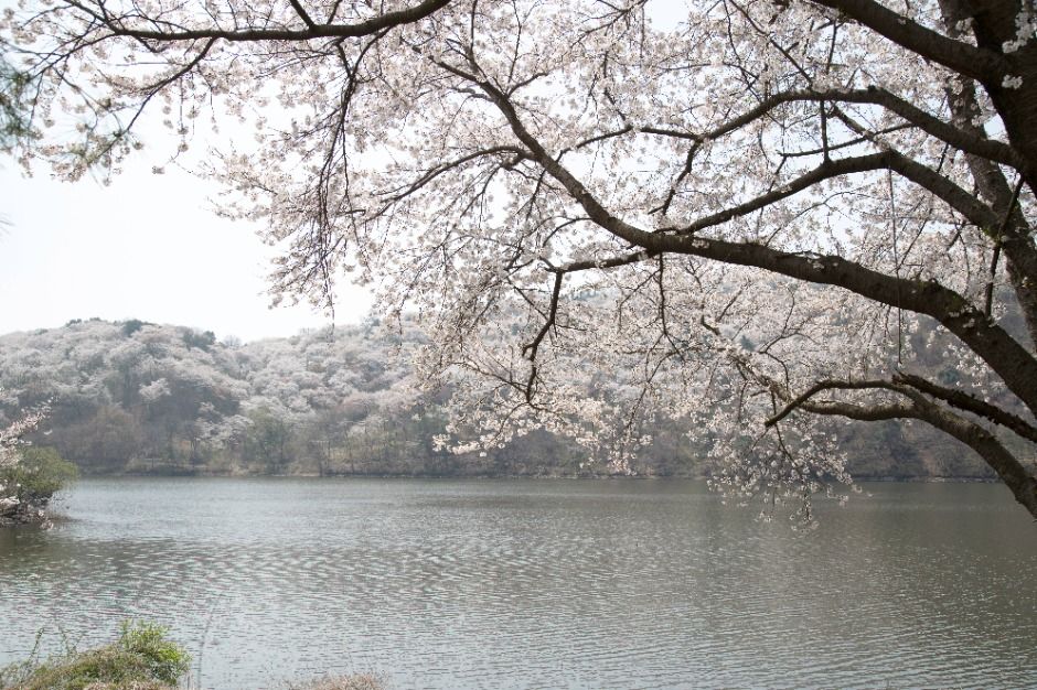 용인 8경_7경 가실벚꽃 (2)