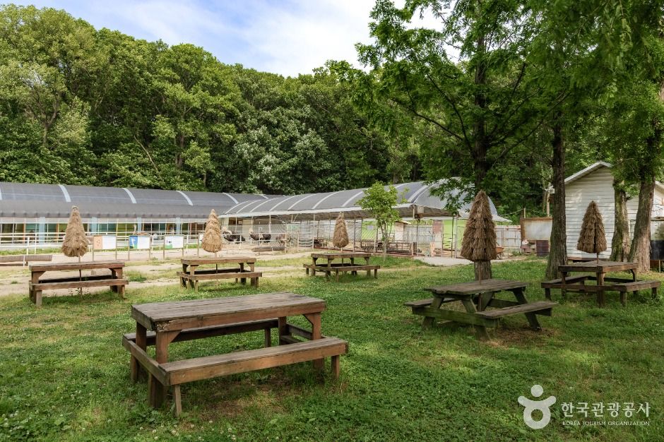 파주_우농타조농장 (4)