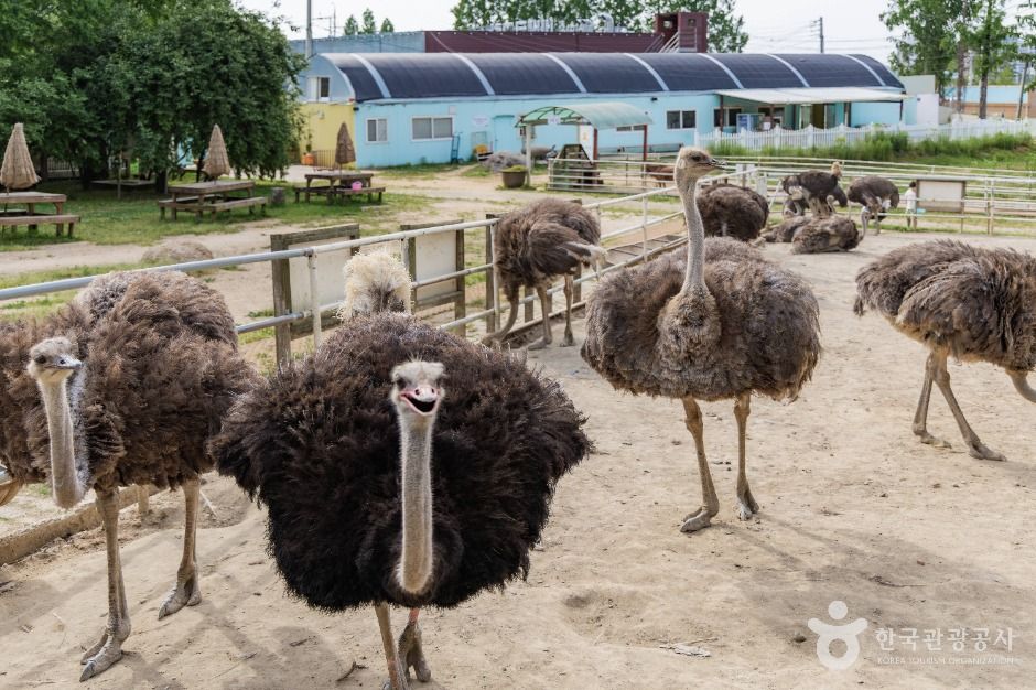 파주_우농타조농장 (5)