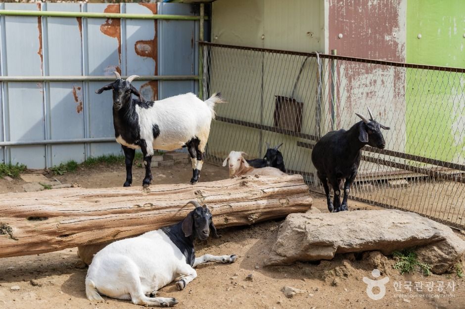 파주_우농타조농장 (6)