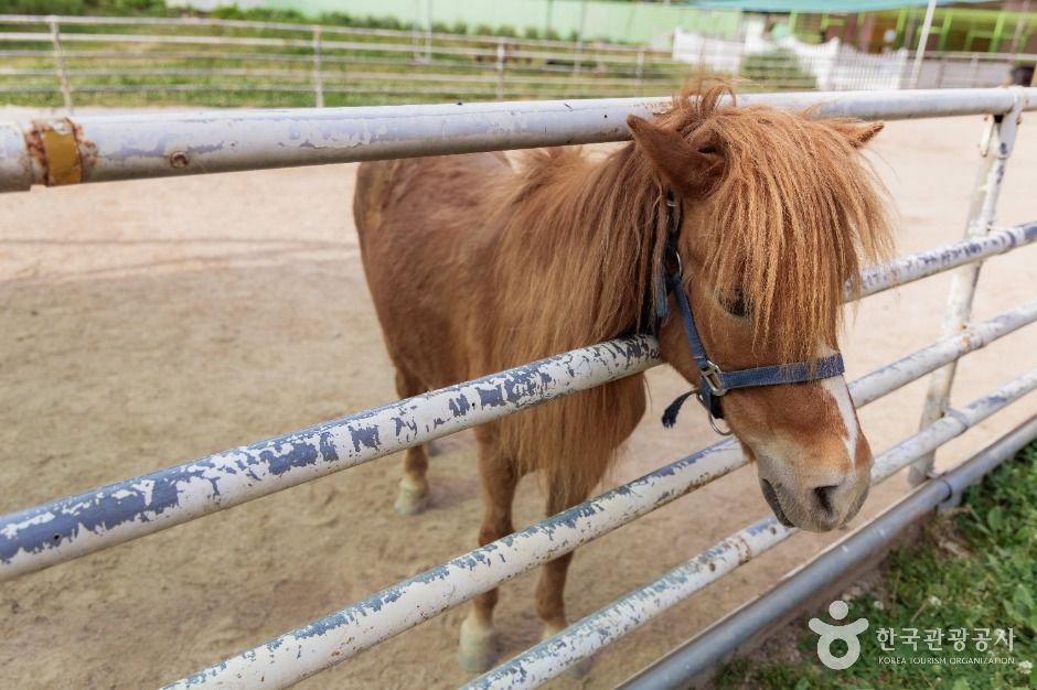 파주_우농타조농장 (7)
