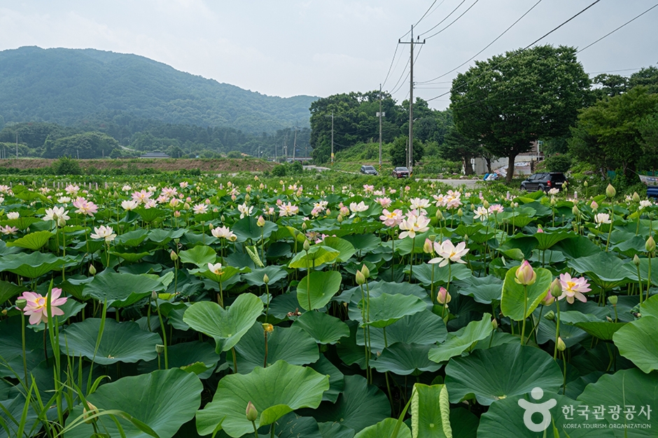 울미연꽃마을 (4)