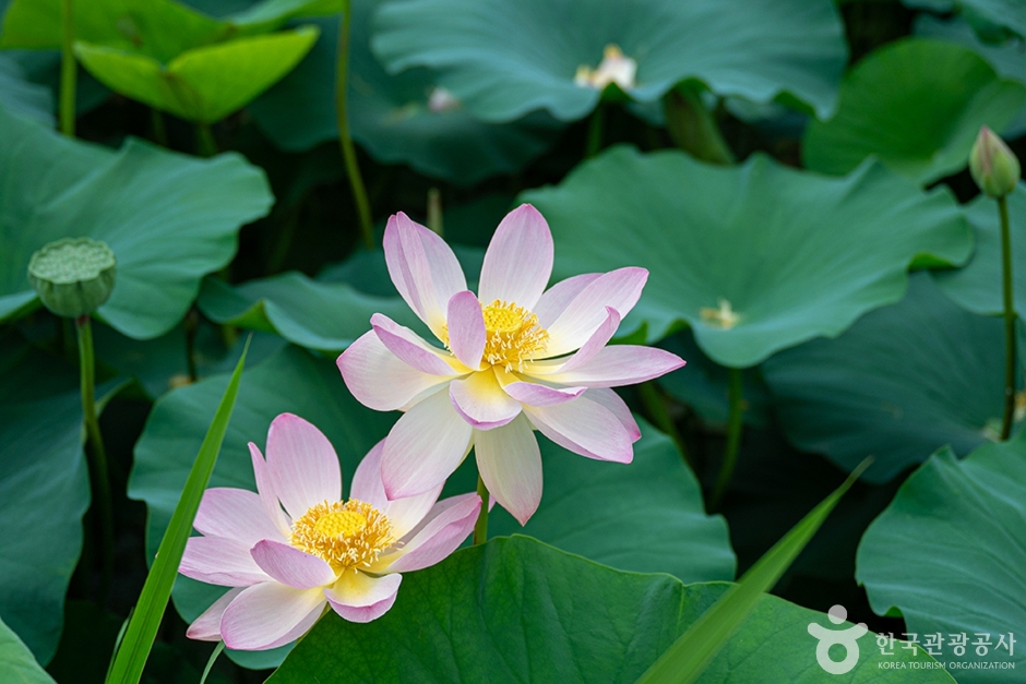 울미연꽃마을 (5)