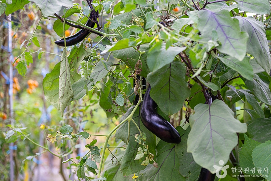 원두막주말농장 (6)