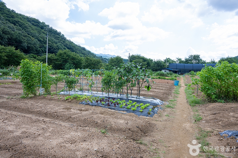 원두막주말농장 (7)