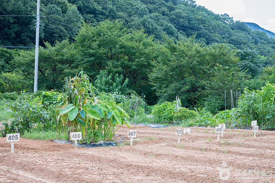 원두막주말농장 (11)
