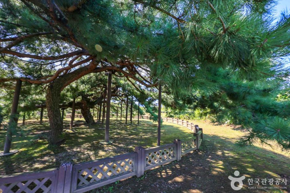 경기_이천_이천 도립리 반룡송 (4)