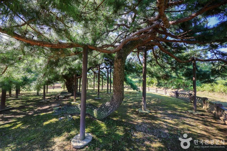 경기_이천_이천 도립리 반룡송 (5)