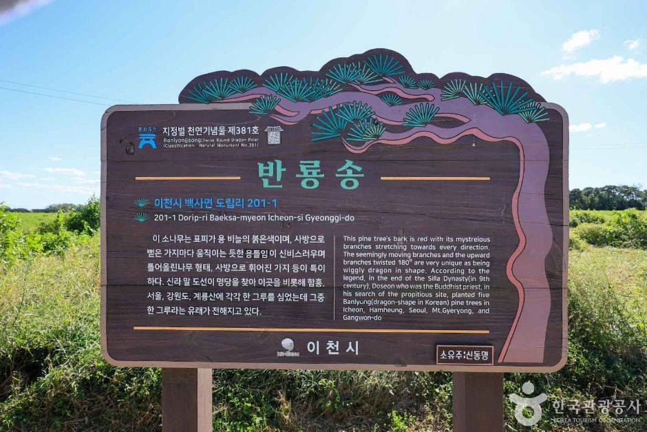 경기_이천_이천 도립리 반룡송 (7)