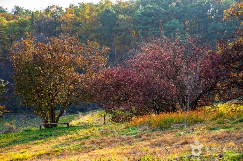 이천 산수유마을