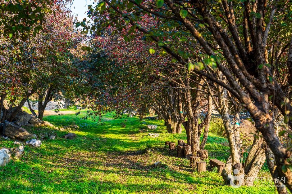 이천 산수유마을