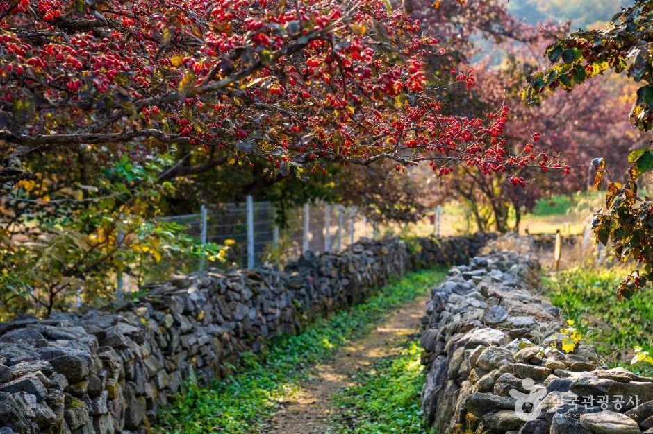 이천 산수유마을