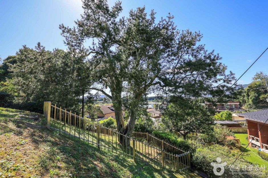 경기_이천_이천 신대리 백송 (3)