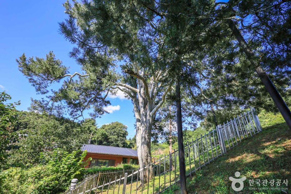 경기_이천_이천 신대리 백송 (4)