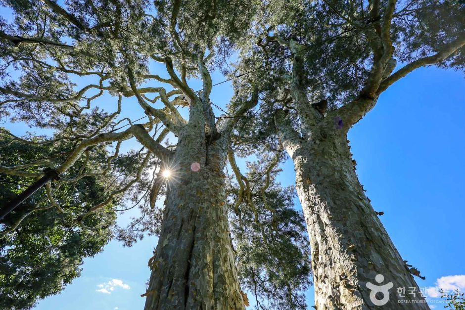 경기_이천_이천 신대리 백송 (5)