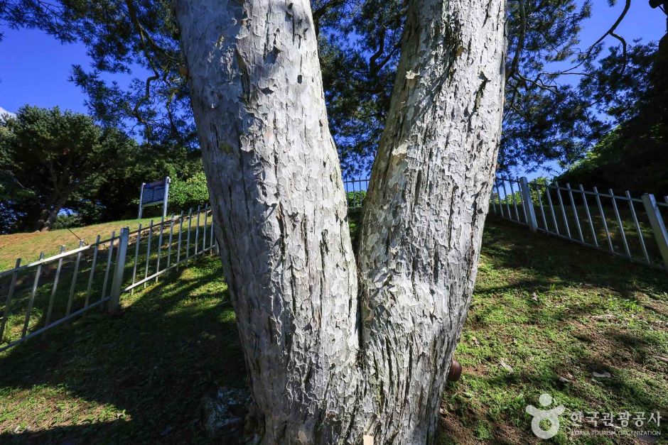 경기_이천_이천 신대리 백송 (6)