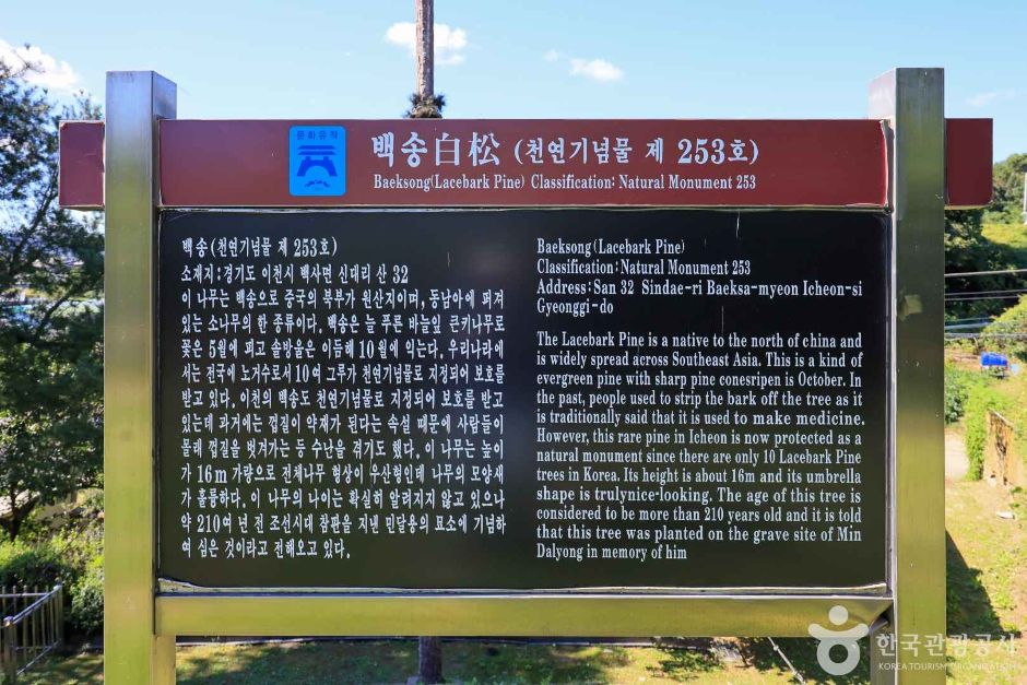 경기_이천_이천 신대리 백송 (7)