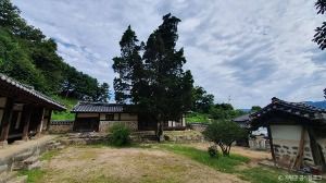 가평 연하리향나무