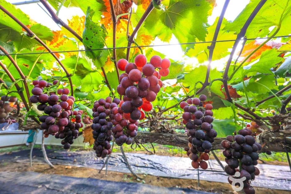 경기_안성_인처골마을 (2)