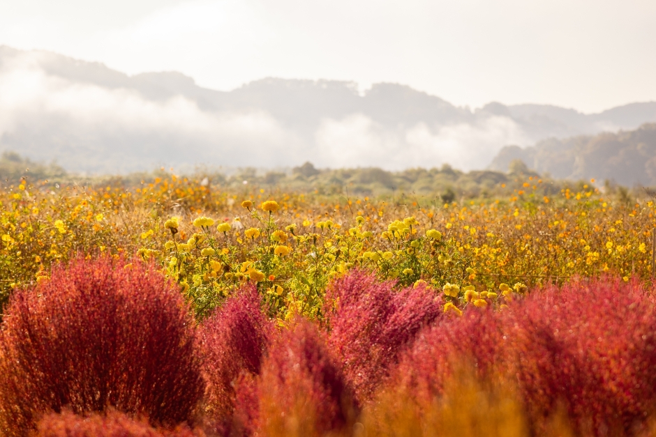 [아시아중동]임진강 댑싸리공원4(가을전경)_일반_1유형