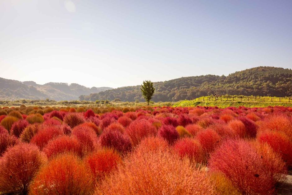 [아시아중동]임진강 댑싸리공원10(가을전경)_일반_1유형