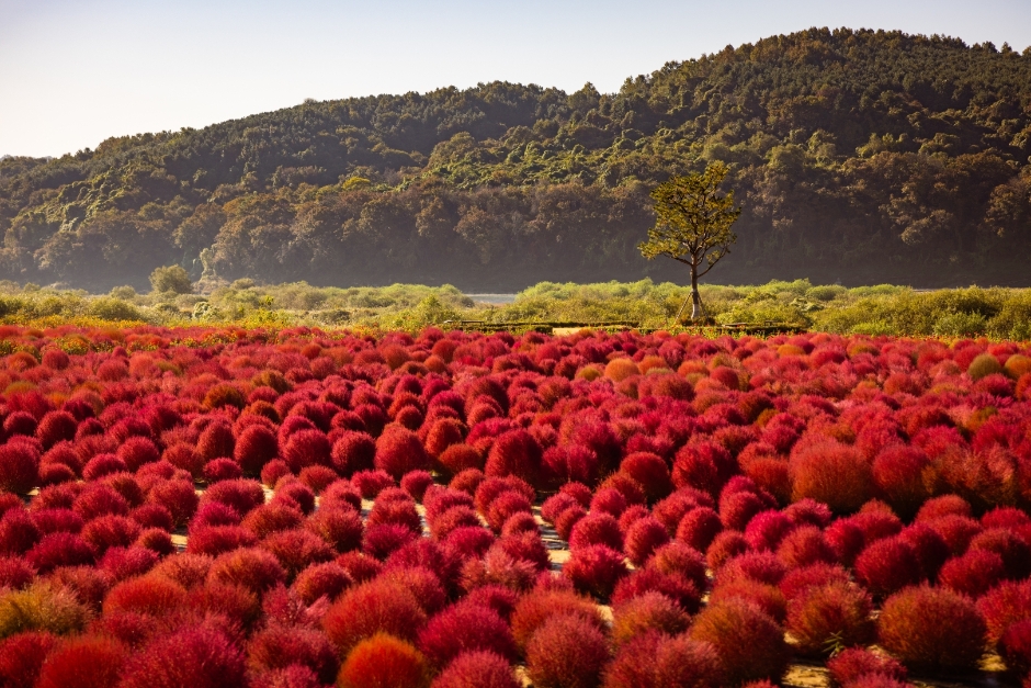 [아시아중동]임진강 댑싸리공원8(가을전경)_일반_1유형