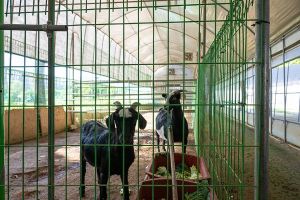 찬우물 체험동물농장