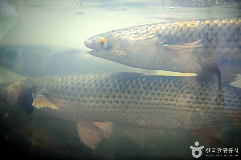 김포_전류리포구 (5)