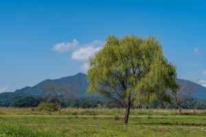팔당물안개공원
