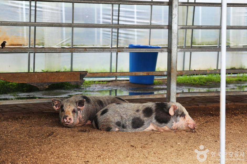 주주팜 동물농장 (14)