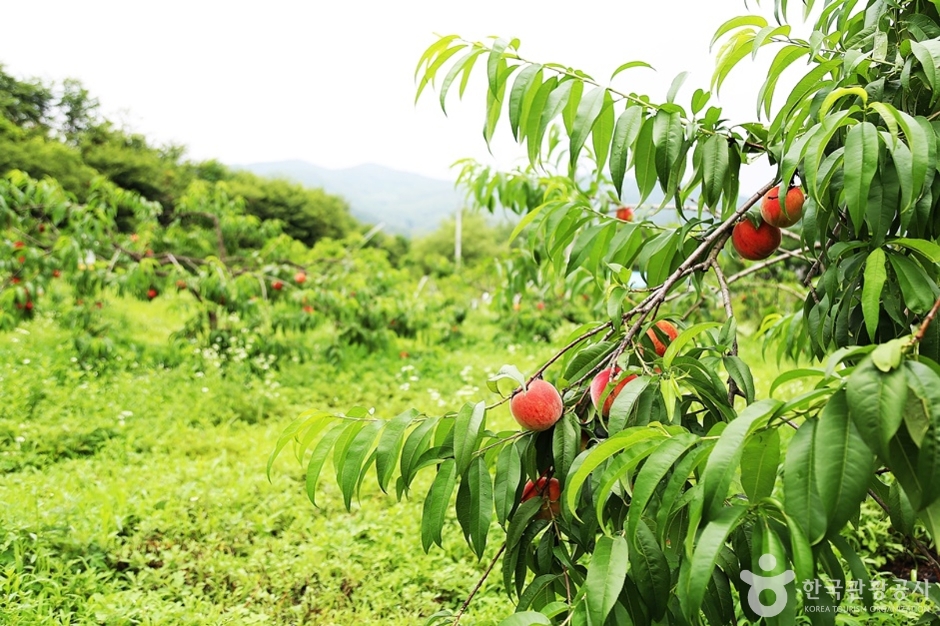 주주팜 동물농장 (26)