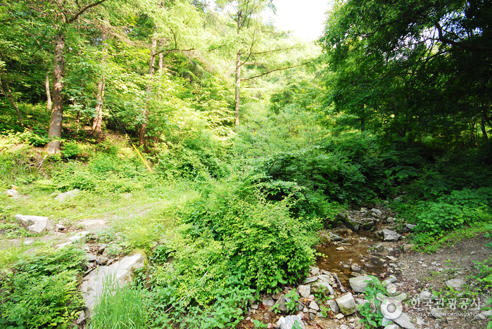 중미산자연휴양림_05