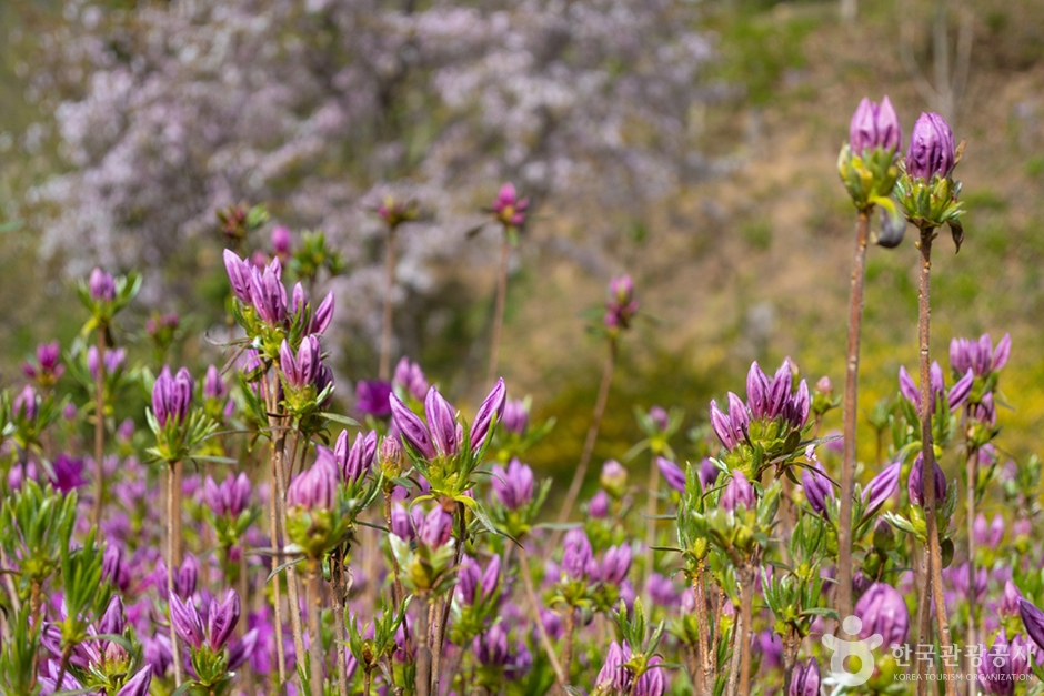 원미산 진달래동산 (1)