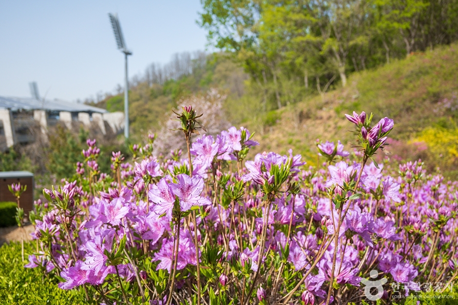 원미산 진달래동산 (2)