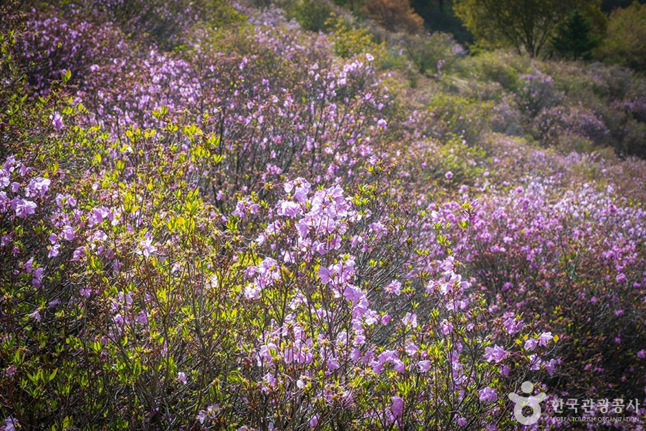 원미산 진달래동산 (4)