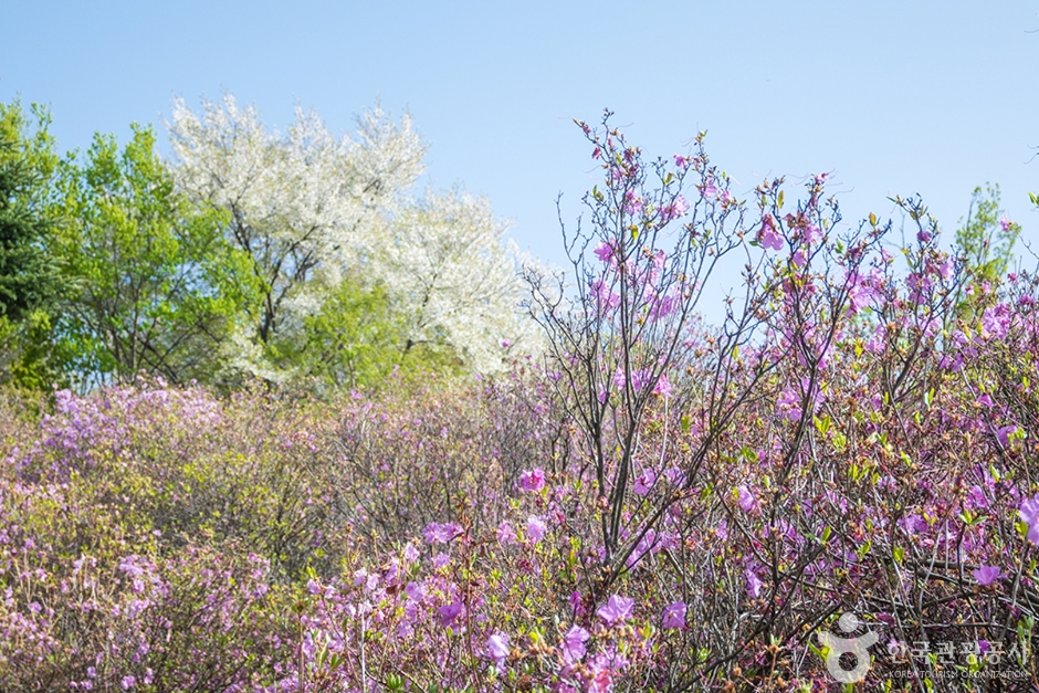 원미산 진달래동산 (5)