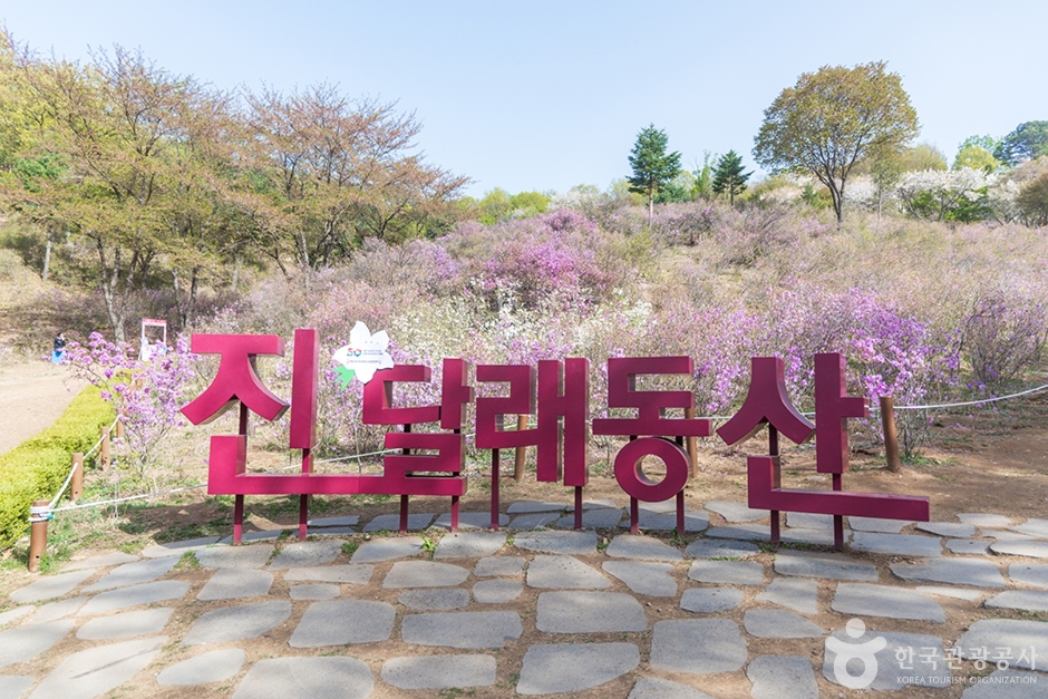 원미산 진달래동산 (6)