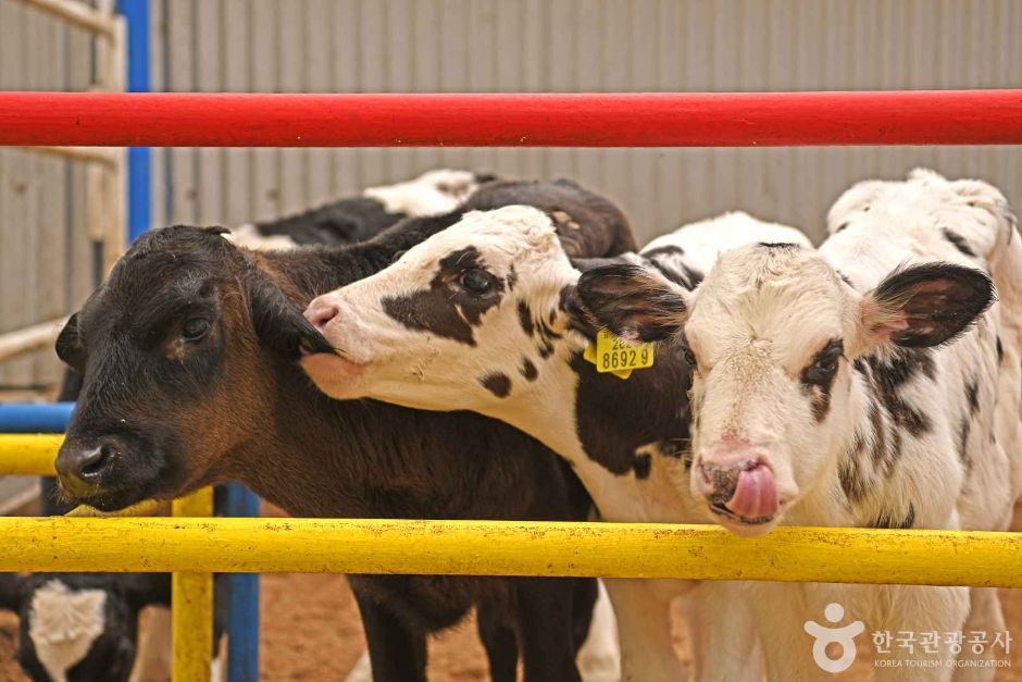화성_진주목장 낙농체험 (4)