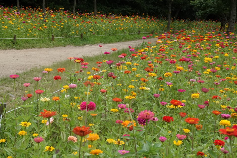 초막골생태공원_꽃